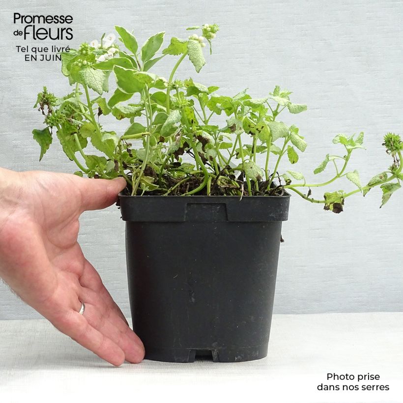 Exemplar von Lamium maculatum White Nancy - Gefleckte Taubnessel Topf mit 2L/3L wie im Sommer geliefert
