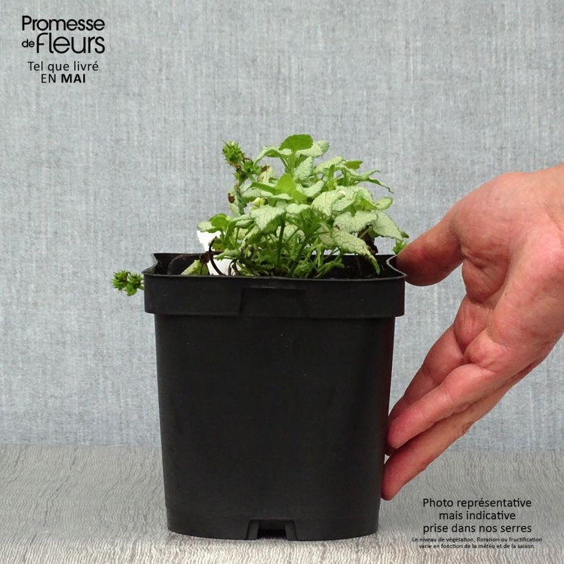 Exemplar von Lamium maculatum White Nancy - Gefleckte Taubnessel Topf mit 2L/3L wie im Frühjahr geliefert