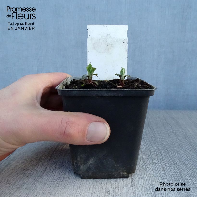 Exemplar von Lamium orvala - Großblütige Taubnessel Kleine Töpfe von 8/9 cm wie im Winter geliefert