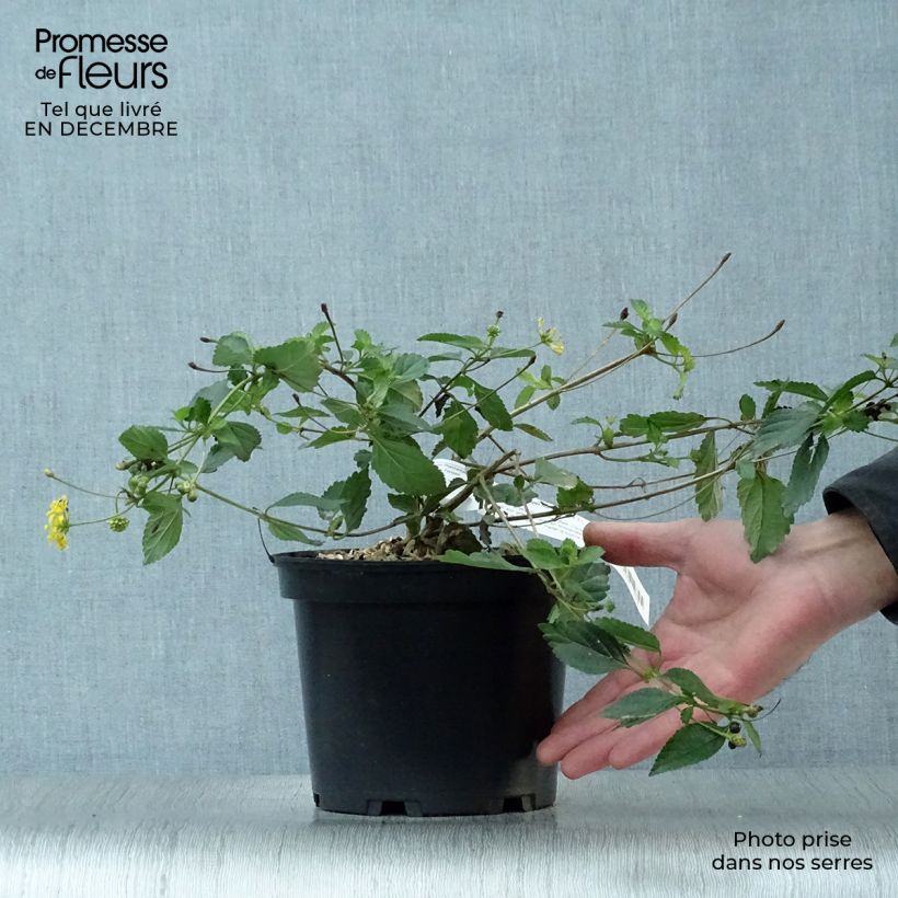 Exemplar von Lantana camara Chapel Hill Gold - Wandelröschen Topf mit 2L/3L wie im Winter geliefert