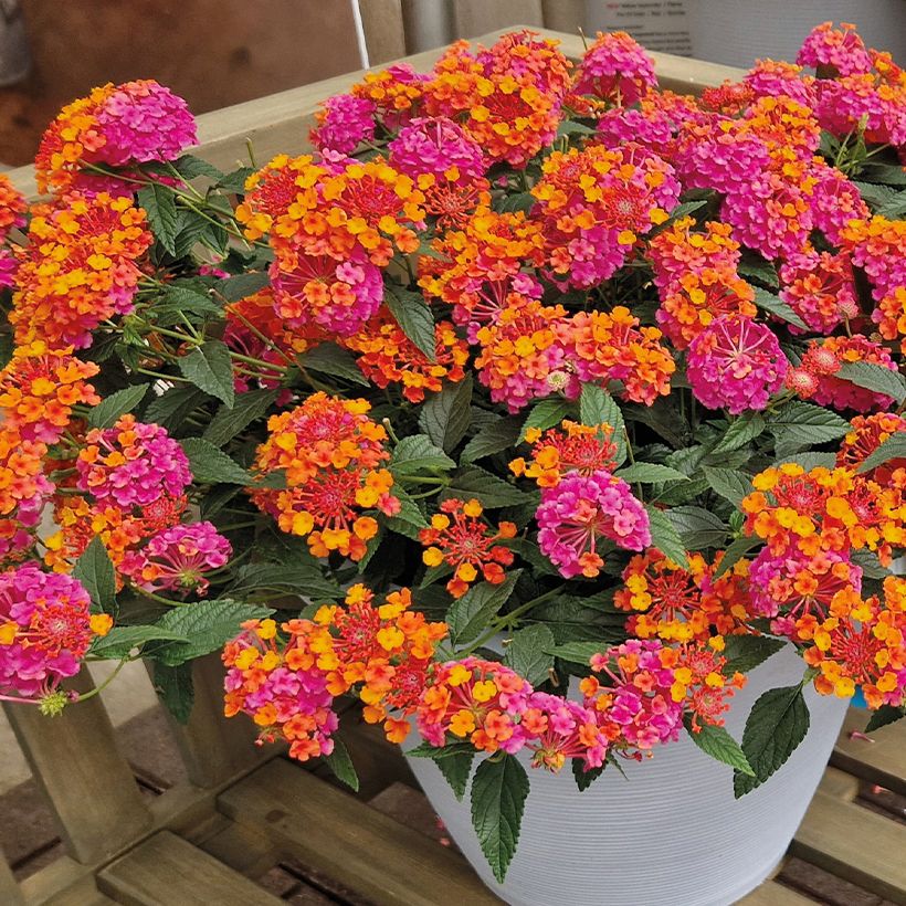 Lantana camara PassionFruit - Wandelröschen (Hafen)