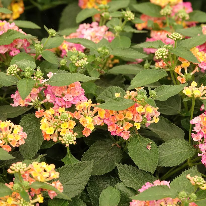 Lantana camara Evita Rose - Wandelröschen (Blüte)