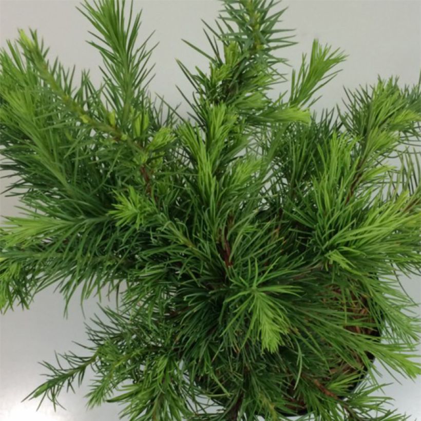 Larix decidua Little Bogle - Europäische Lärche (Laub)