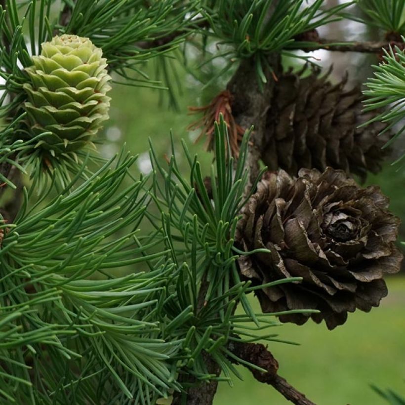Larix kaempferi - Japanische Lärche (Ernte)