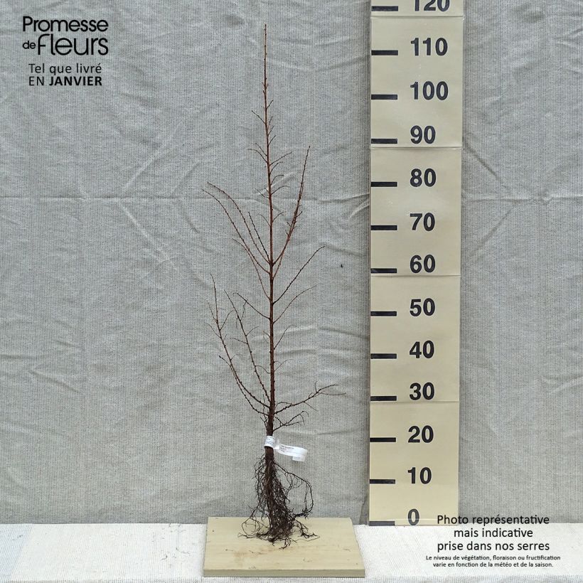 Exemplar von Larix kaempferi - Japanische Lärche Wurzelnackt wie im Winter geliefert
