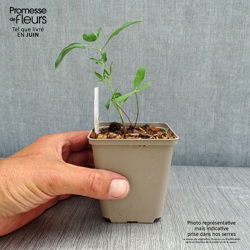 Exemplar von Laserpitium siler - Berg-Laserkraut Kleine Töpfe von 8/9 cm wie im Frühjahr geliefert