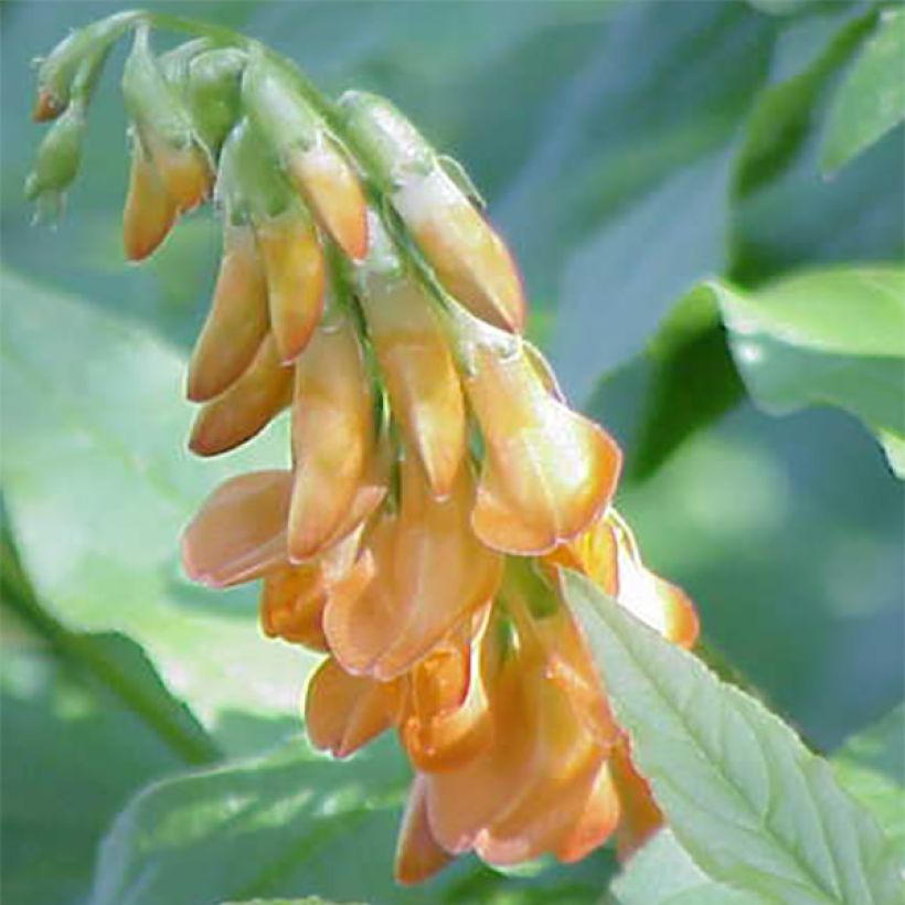 Lathyrus aureus - Gold-Platterbse (Blüte)