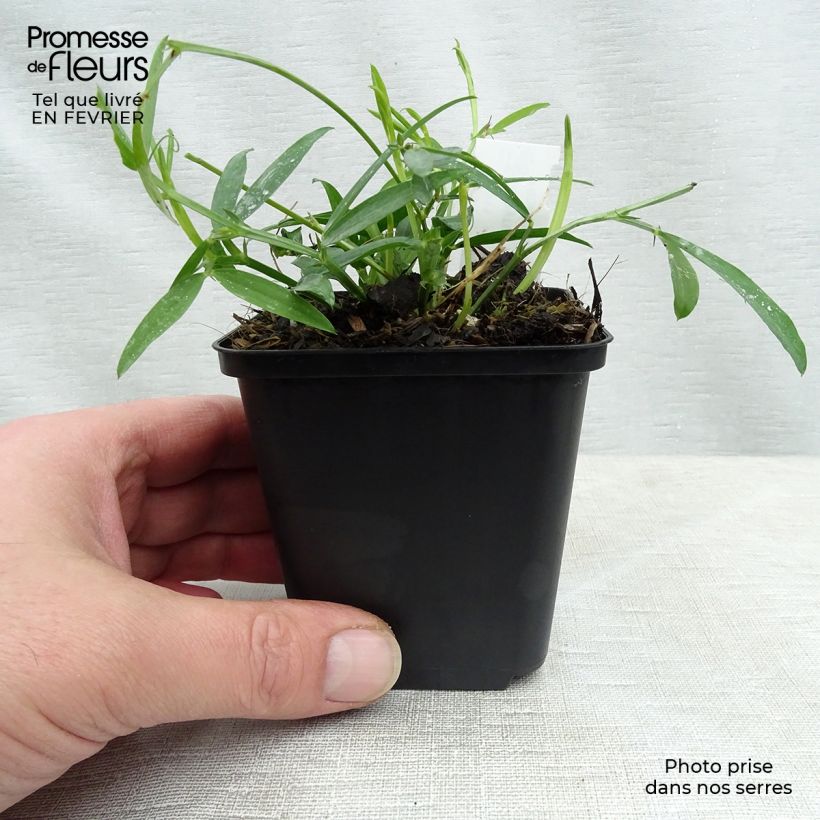 Exemplar von Breitblättrige Platterbse Pink Pearl - Lathyrus latifolius Kleine Töpfe von 8/9 cm wie im Winter geliefert