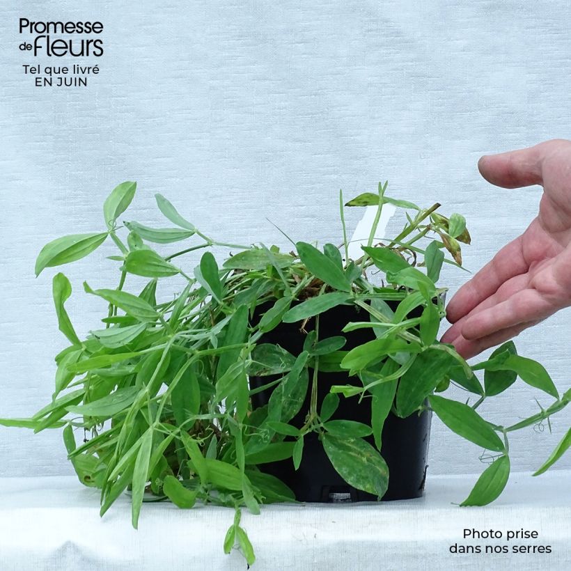 Exemplar von Breitblättrige Platterbse Pink Pearl - Lathyrus latifolius Topf mit 2L/3L wie im Sommer geliefert