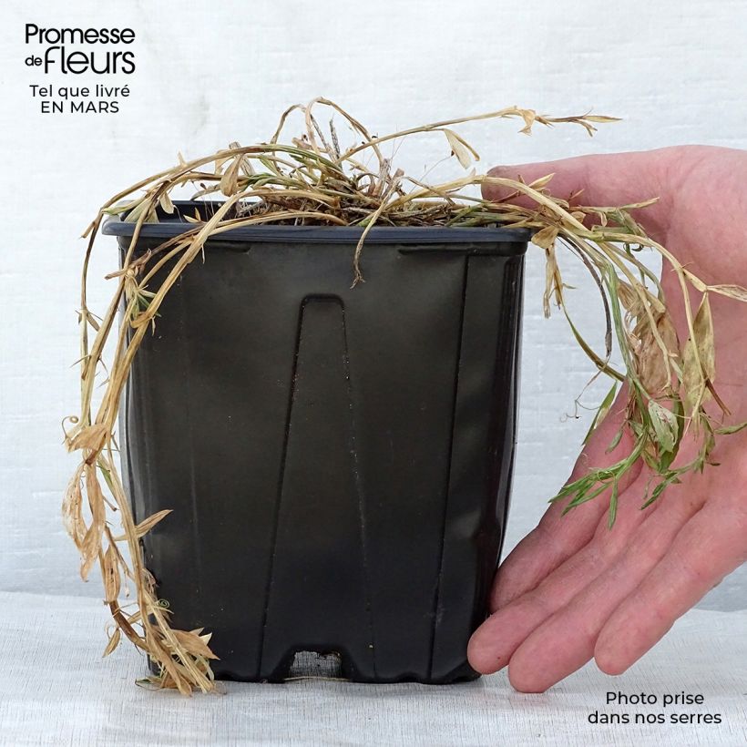 Exemplar von Breitblättrige Platterbse Pink Pearl - Lathyrus latifolius Topf mit 2L/3L wie im Frühjahr geliefert