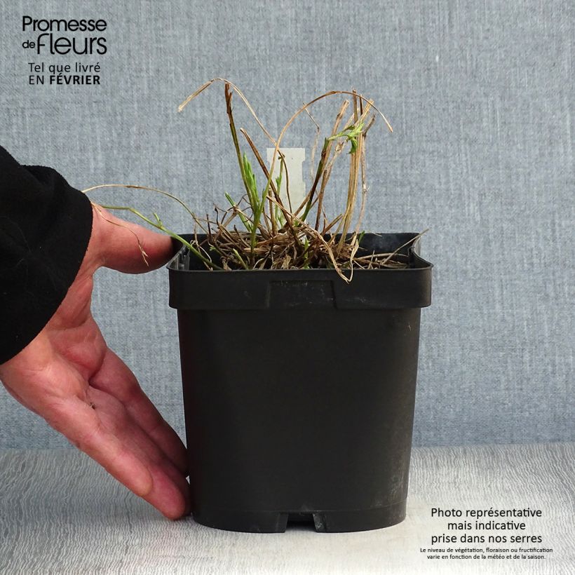 Exemplar von Breitblättrige Platterbse Pink Pearl - Lathyrus latifolius Topf mit 2L/3L wie im Winter geliefert