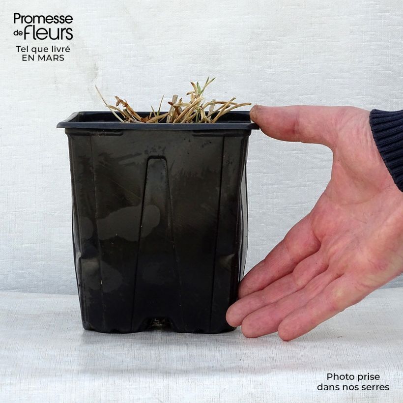 Exemplar von Breitblättrige Platterbse Red Pearl - Lathyrus latifolius Topf mit 2L/3L wie im Frühjahr geliefert