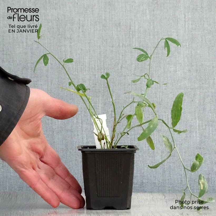 Exemplar von Breitblättrige Platterbse White Pearl - Lathyrus latifolius Kleine Töpfe von 8/9 cm wie im Winter geliefert