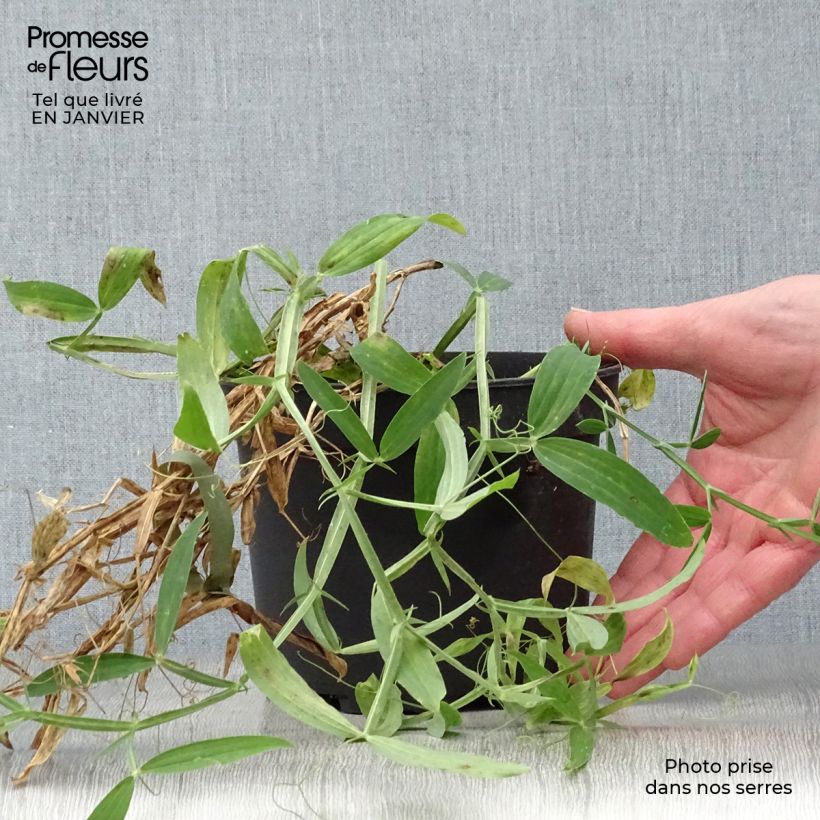 Exemplar von Breitblättrige Platterbse White Pearl - Lathyrus latifolius Topf mit 2L/3L wie im Winter geliefert