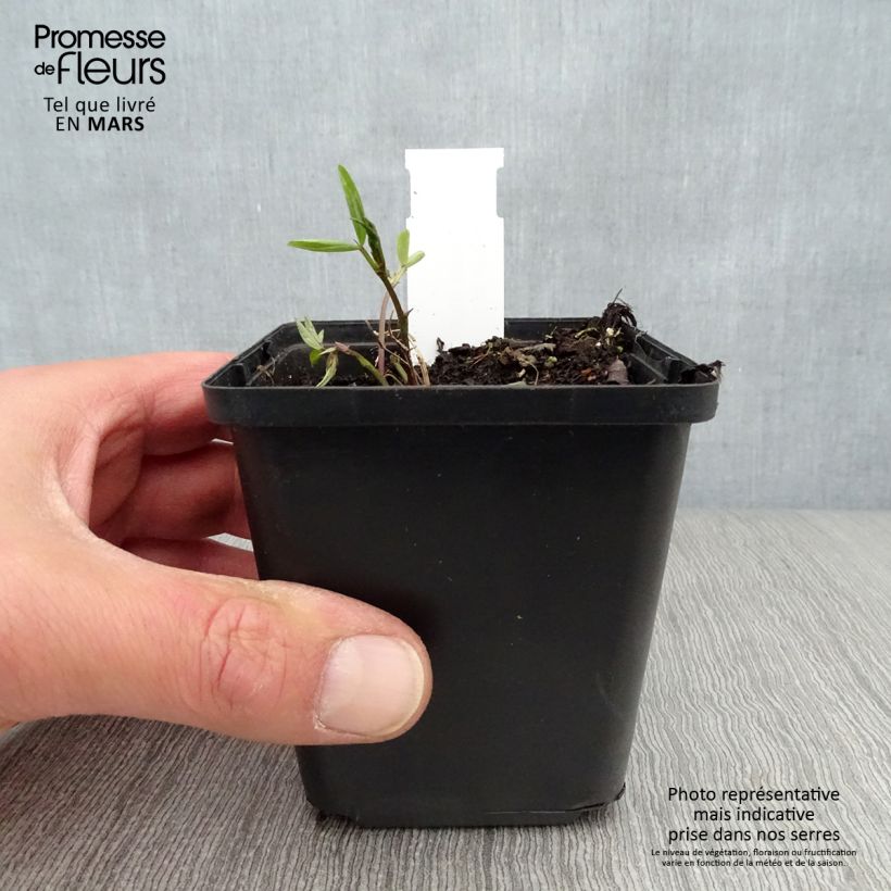 Exemplar von Schwarze Platterbse - Lathyrus niger Kleine Töpfe von 8/9 cm wie im Frühjahr geliefert