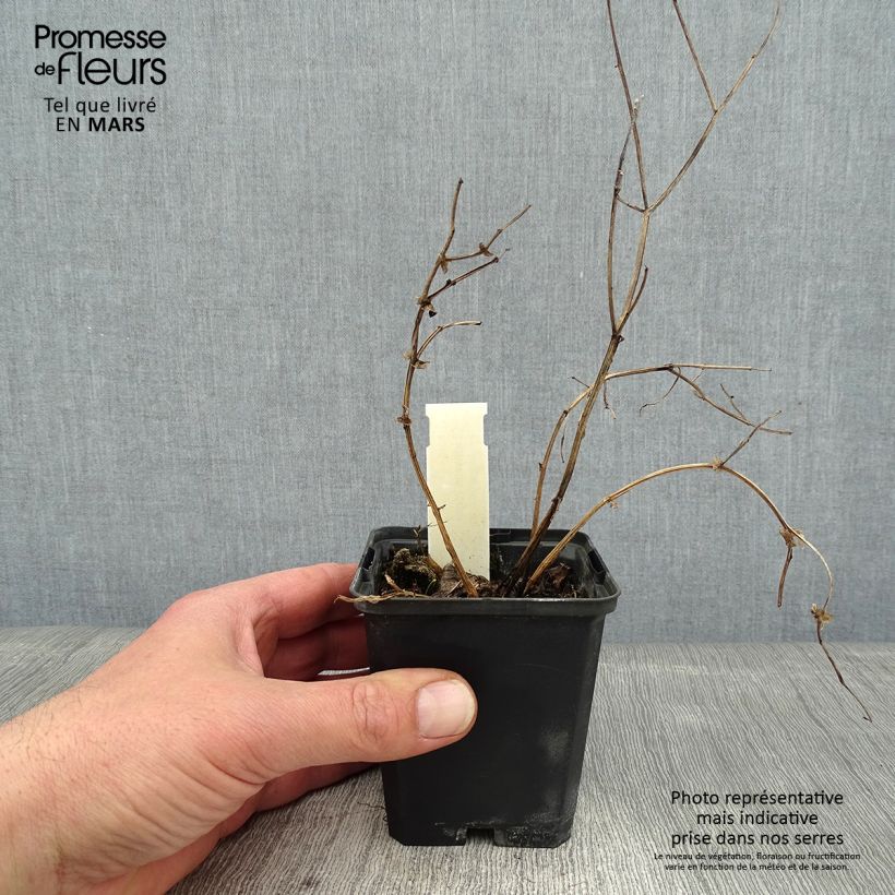 Exemplar von Schwarze Platterbse - Lathyrus niger Kleine Töpfe von 8/9 cm wie im Winter geliefert