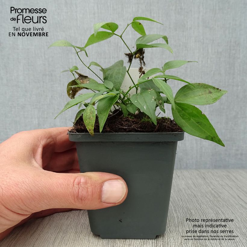 Exemplar von Lathyrus vernus - Frühlings-Platterbse Kleine Töpfe von 8/9 cm wie im Herbst geliefert