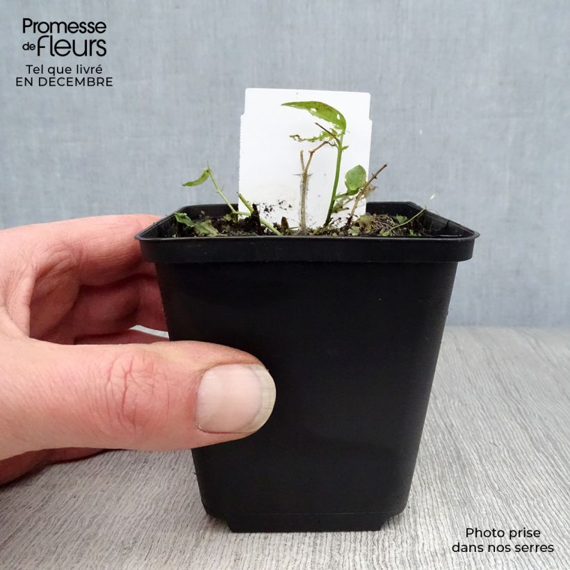 Exemplar von Lathyrus vernus - Frühlings-Platterbse Kleine Töpfe von 8/9 cm wie im Winter geliefert