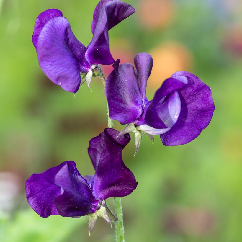 Duftwicke Blue Velvet (Samen) - Lathyrus odoratus (Blüte)