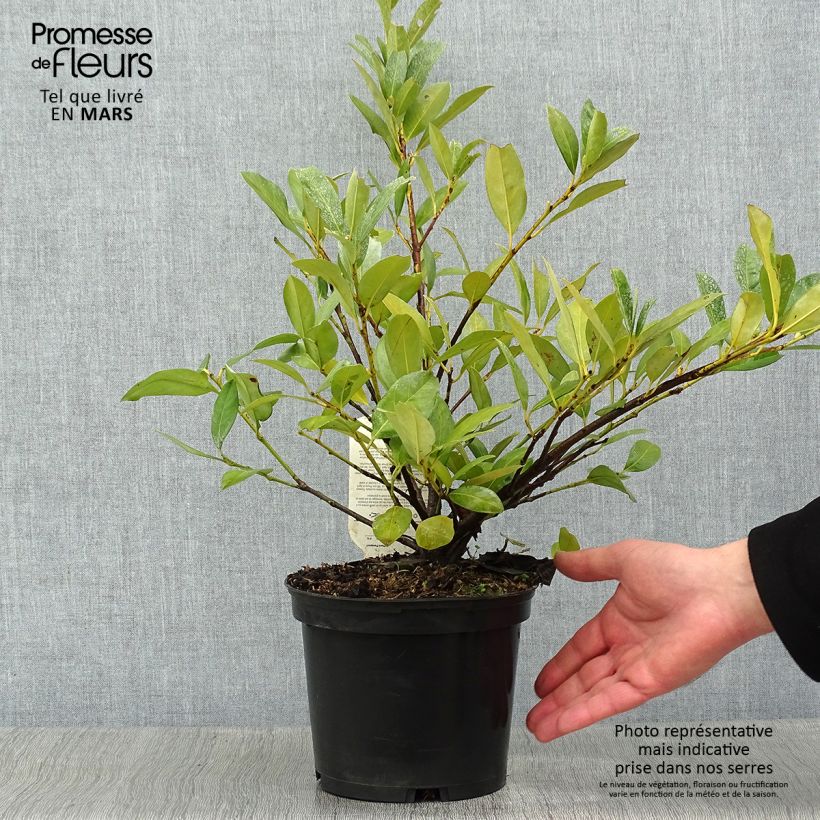 Exemplar von Kirschlorbeer Mano - Prunus laurocerasus Topf mit 2L/3L wie im Winter geliefert