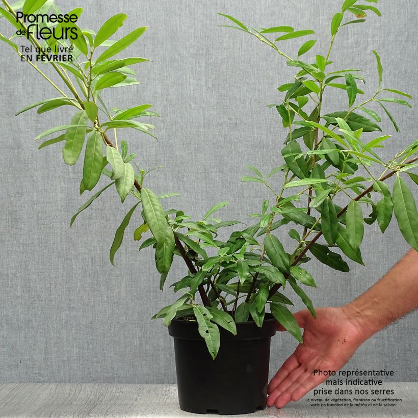Exemplar von Kirschlorbeer Zabeliana - Prunus laurocerasus Topf mit 4L/5L wie im Herbst geliefert