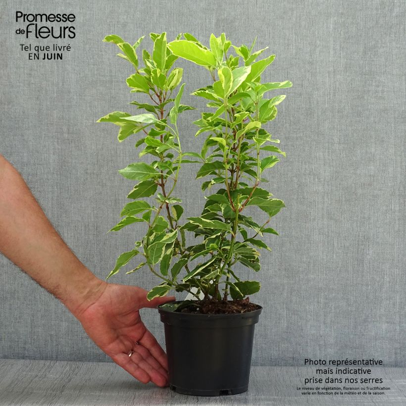 Exemplar von Lorbeerblättriger Schneeball Variegatum - Viburnum tinus Topf mit 2L/3L wie im Sommer geliefert