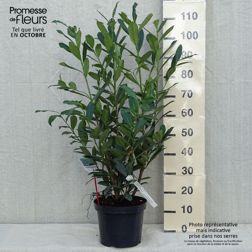 Exemplar von Kirschlorbeer Caucasica - Prunus laurocerasus Topf mit 7,5L/10L wie im Herbst geliefert