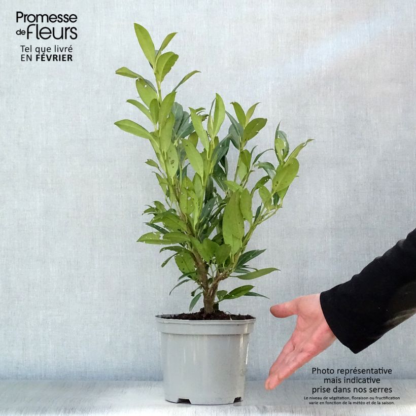 Exemplar von Kirschlorbeer Caucasica - Prunus laurocerasus Topf mit 3L/4L wie im Winter geliefert