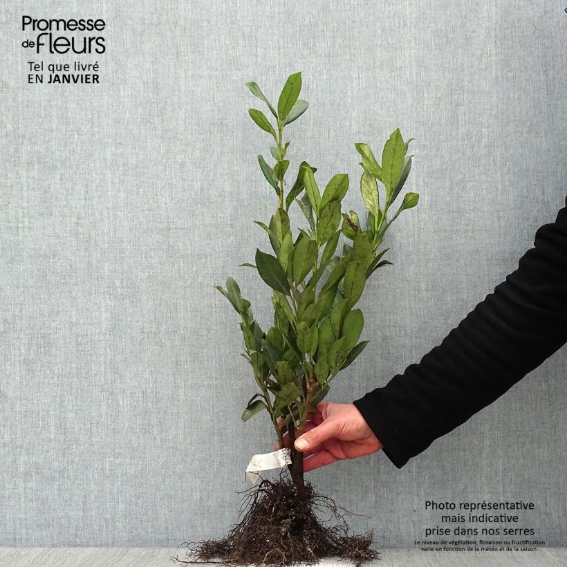 Exemplar von Kirschlorbeer Caucasica - Prunus laurocerasus Wurzelnackt wie im Winter geliefert