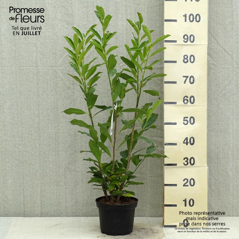 Exemplar von Kirschlorbeer Elly - Prunus laurocerasus Topf mit 3L/4L wie im Sommer geliefert