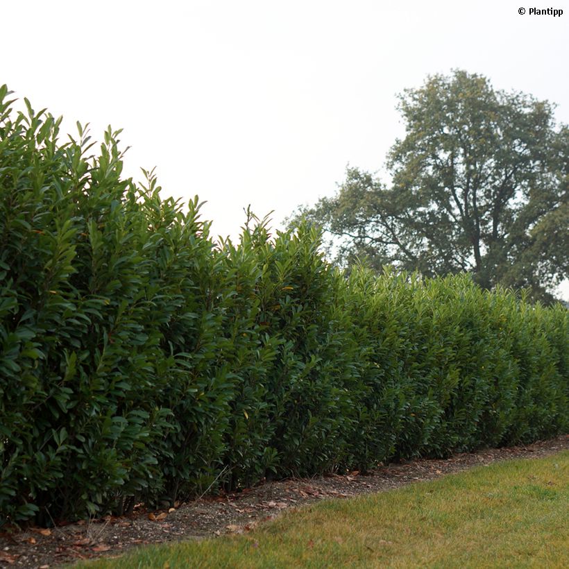 Kirschlorbeer Elly - Prunus laurocerasus (Hafen)