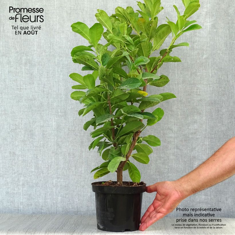 Exemplar von Kirschlorbeer Etna - Prunus laurocerasus Topf mit 2L/3L wie im Sommer geliefert