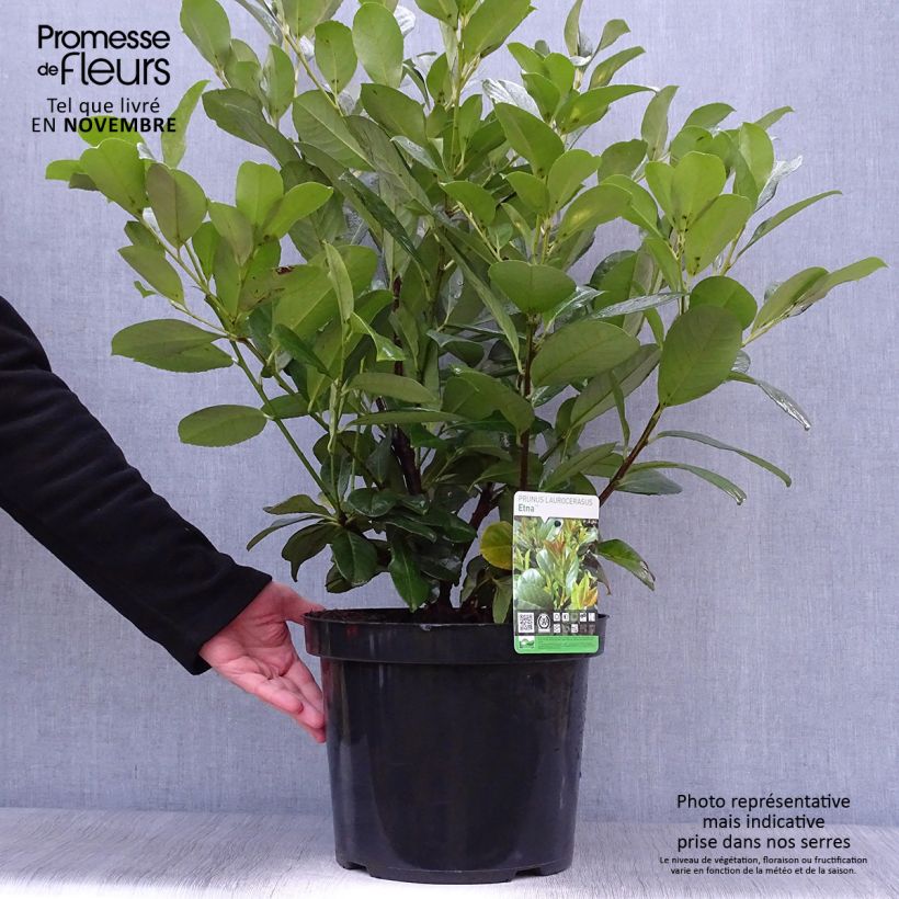 Exemplar von Kirschlorbeer Etna - Prunus laurocerasus Topf mit 4L/5L wie im Herbst geliefert