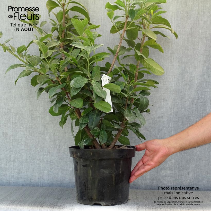 Exemplar von Kirschlorbeer Etna - Prunus laurocerasus Topf mit 4L/5L wie im Sommer geliefert