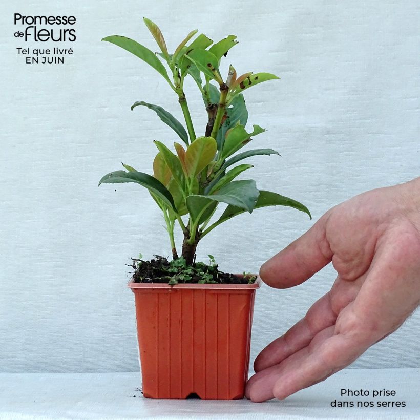 Exemplar von Kirschlorbeer Etna - Prunus laurocerasus Kleine Töpfe von 8/9 cm wie im Sommer geliefert