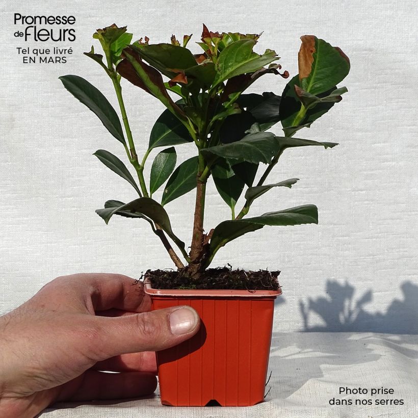 Exemplar von Kirschlorbeer Etna - Prunus laurocerasus Kleine Töpfe von 8/9 cm wie im Frühjahr geliefert