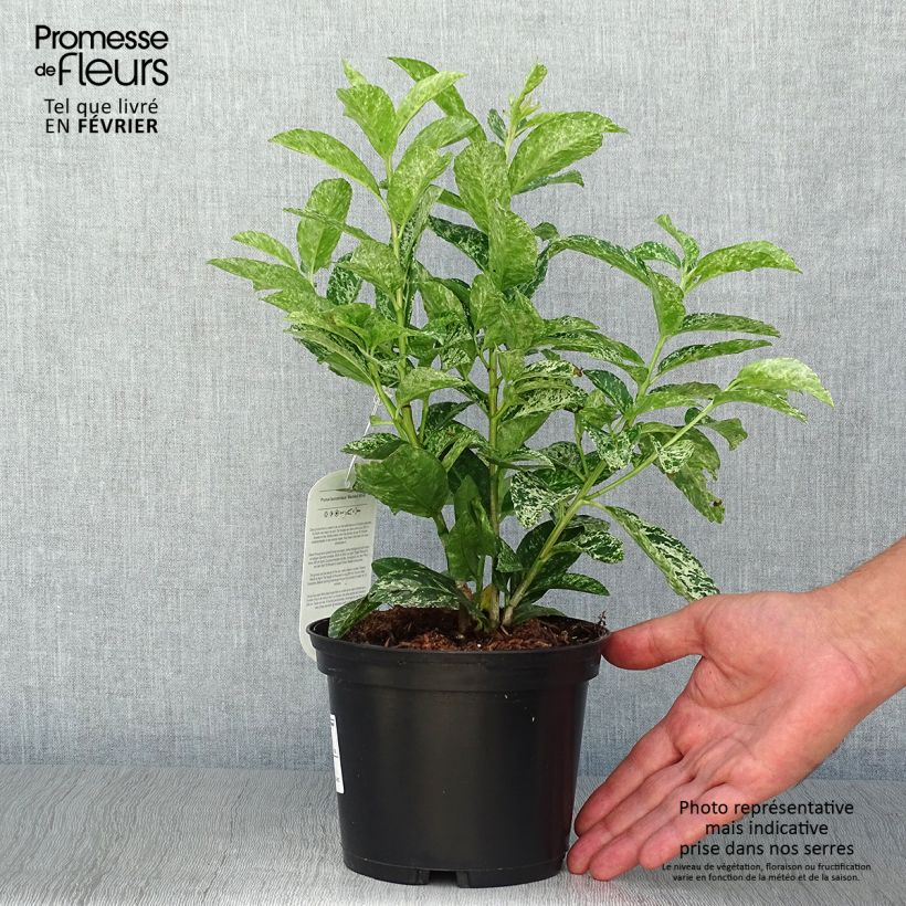 Exemplar von Kirschlorbeer Marbled White - Prunus laurocerasus Topf mit 2L/3L wie im Herbst geliefert
