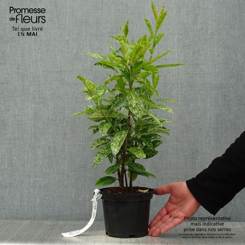 Exemplar von Kirschlorbeer Marbled White - Prunus laurocerasus Topf mit 2L/3L wie im Frühjahr geliefert