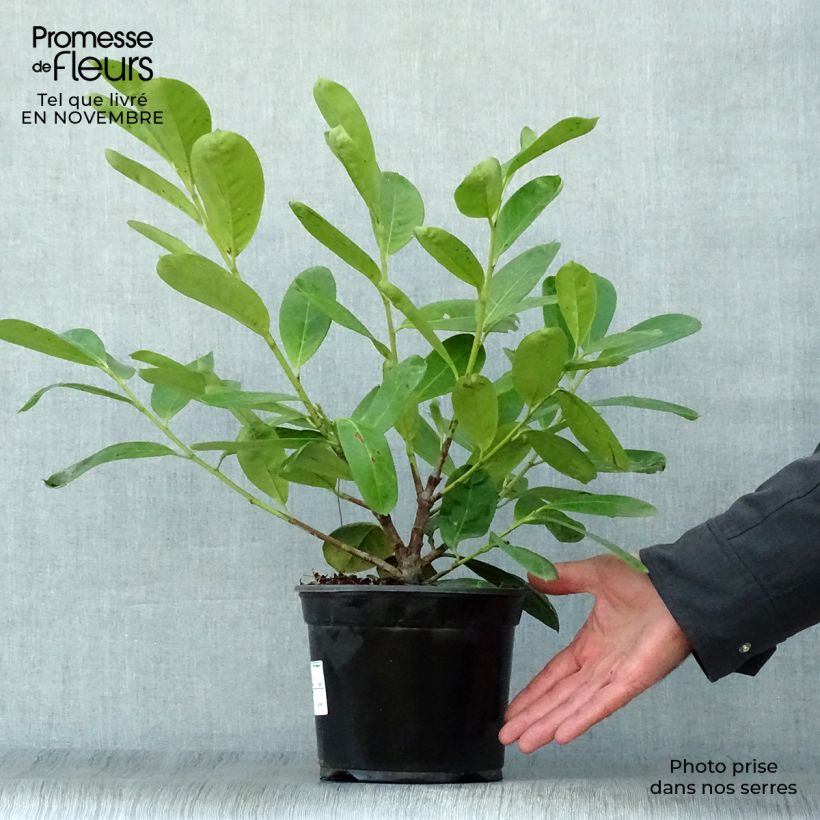 Exemplar von Kirschlorbeer Novita - Prunus laurocerasus Topf mit 2L/3L wie im Herbst geliefert