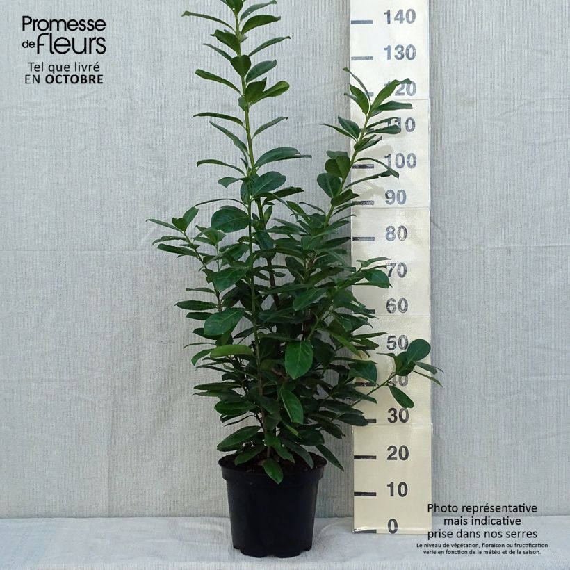 Exemplar von Kirschlorbeer Novita - Prunus laurocerasus Topf mit 7,5L/10L wie im Herbst geliefert