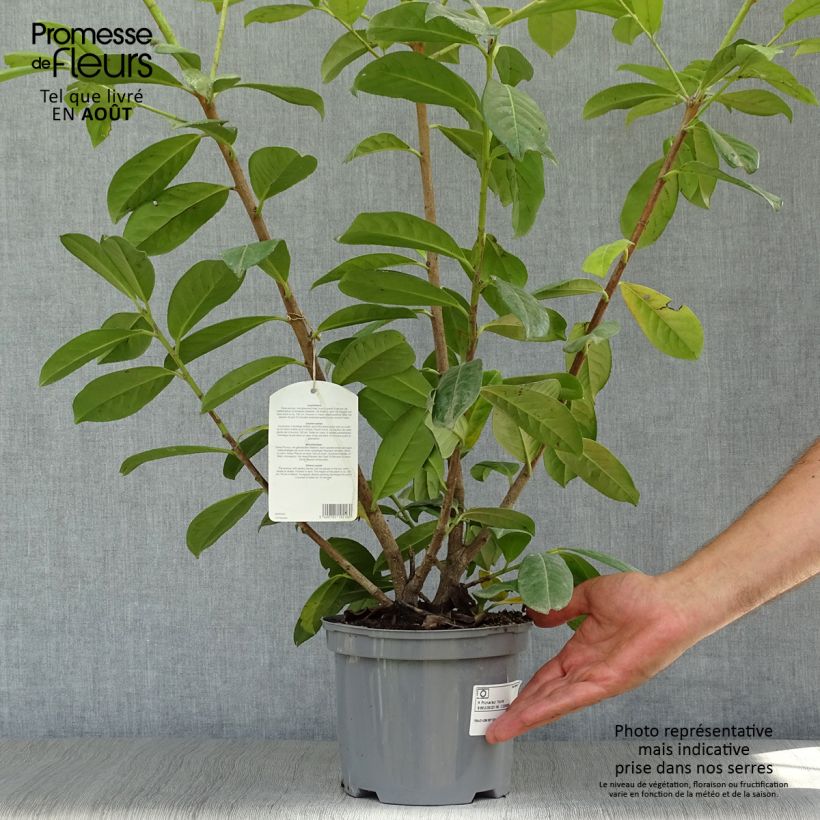 Exemplar von Kirschlorbeer Novita - Prunus laurocerasus Topf mit 4L/5L wie im Sommer geliefert
