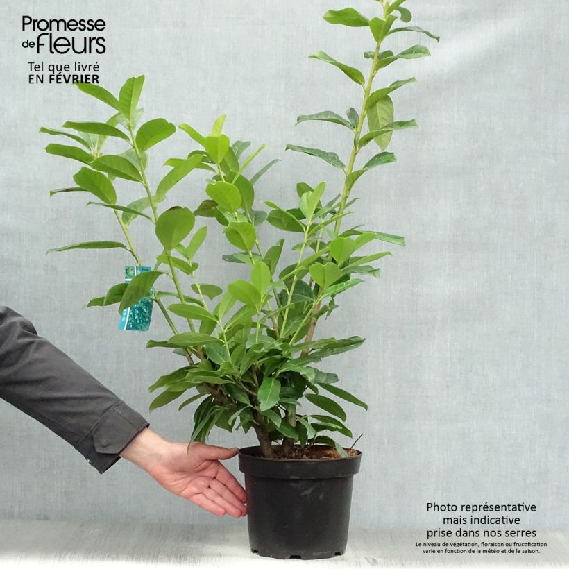 Exemplar von Kirschlorbeer Novita - Prunus laurocerasus Topf mit 4L/5L wie im Winter geliefert