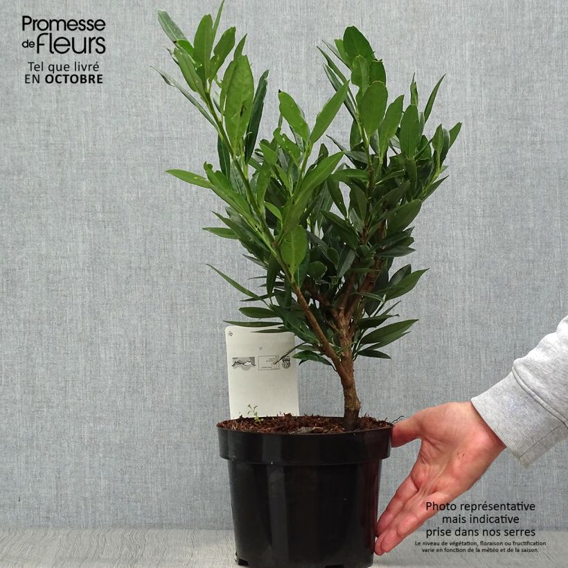 Exemplar von Kirschlorbeer Otto Luyken - Prunus laurocerasus Topf mit 2L/3L wie im Herbst geliefert