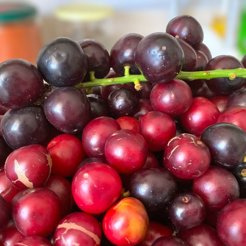 Kirschlorbeer Otto Luyken - Prunus laurocerasus (Ernte)