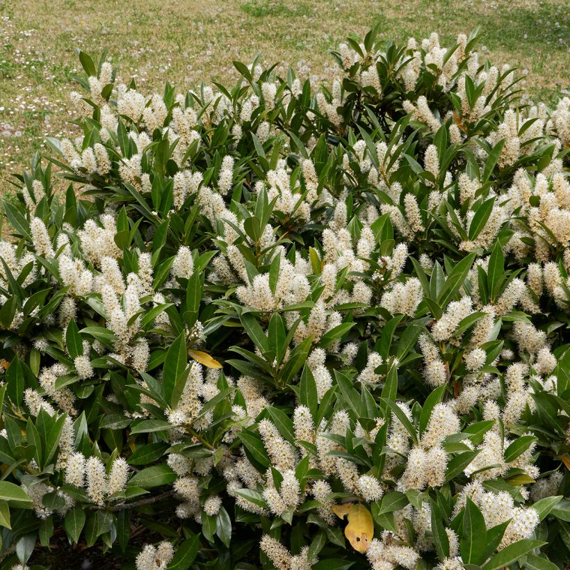 Kirschlorbeer Otto Luyken - Prunus laurocerasus (Hafen)