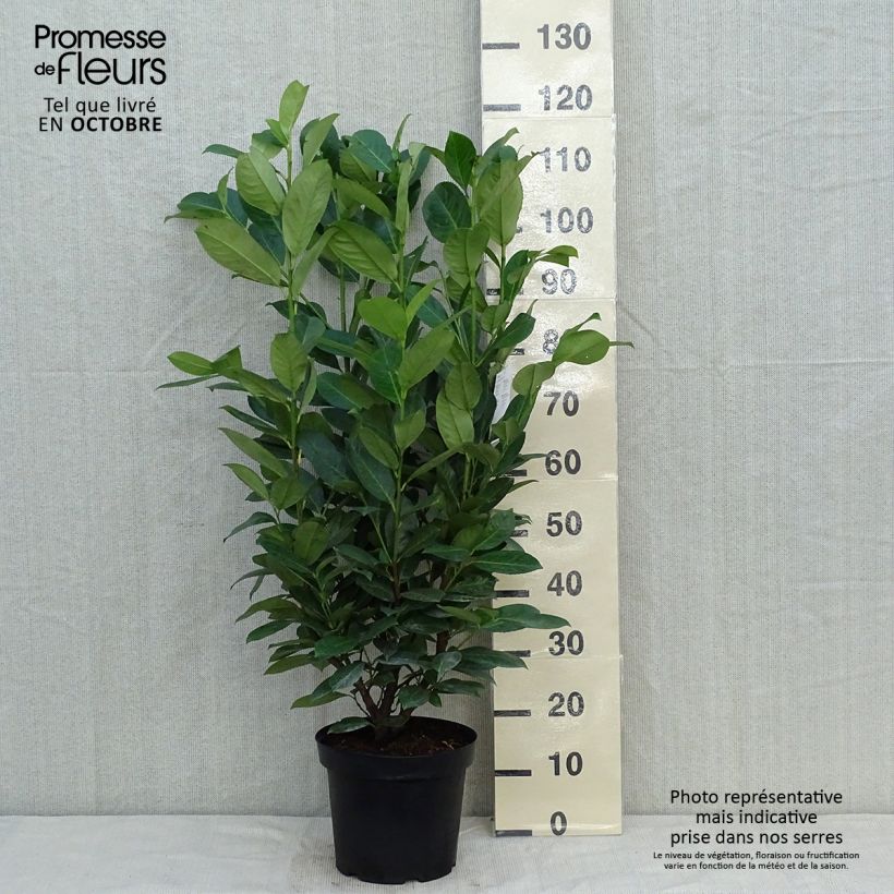 Exemplar von Kirschlorbeer Rotundifolia - Prunus laurocerasus Topf mit 7,5L/10L wie im Herbst geliefert