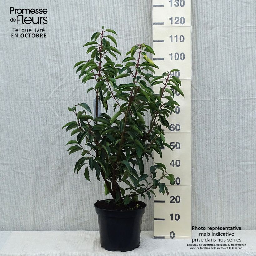 Exemplar von Portugiesische Lorbeerkirsche - Prunus lusitanica Topf mit 7,5L/10L wie im Herbst geliefert