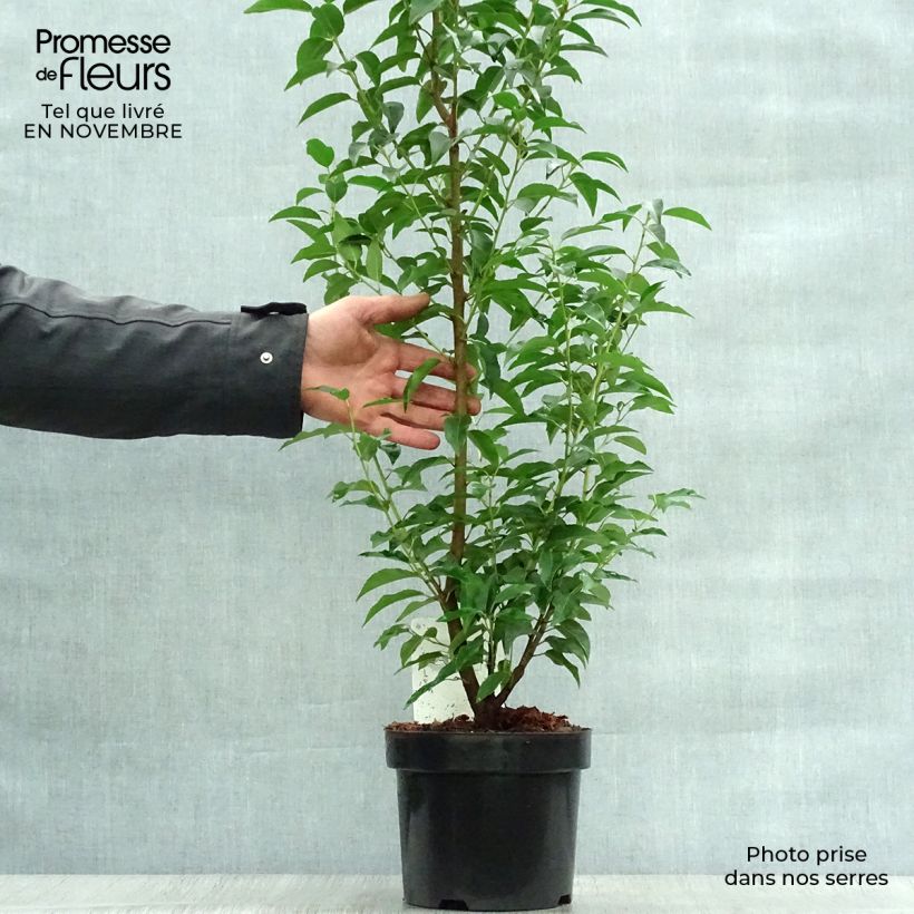 Exemplar von Portugiesische Lorbeerkirsche Angustifolia - Prunus lusitanica Topf mit 3L/4L wie im Herbst geliefert