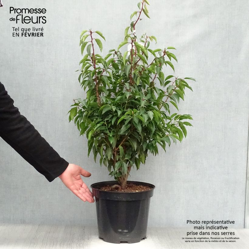 Exemplar von Portugiesische Lorbeerkirsche Angustifolia - Prunus lusitanica Topf mit 7,5L/10L wie im Winter geliefert