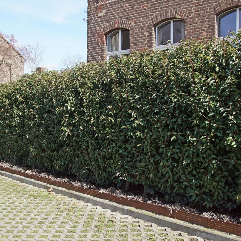 Portugiesische Lorbeerkirsche Angustifolia - Prunus lusitanica (Hafen)